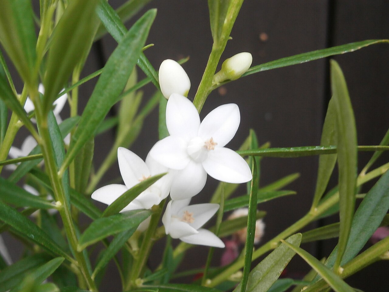 Crowea exalata: Crowea exalata