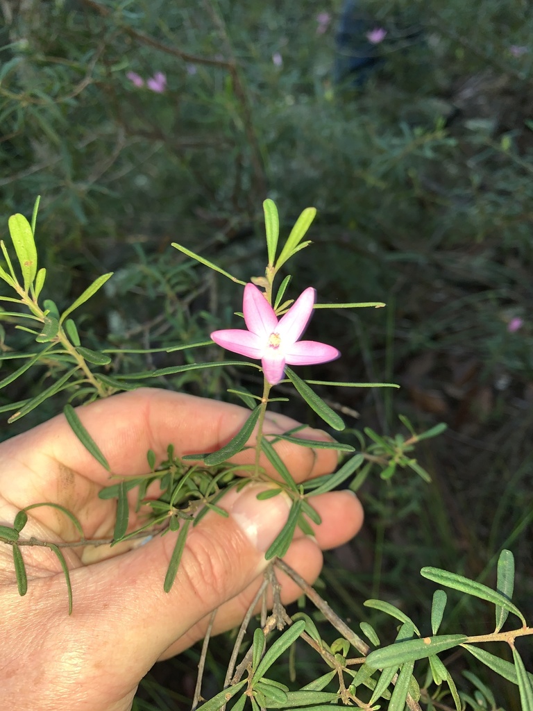 Crowea exalata (Crowea exalata)