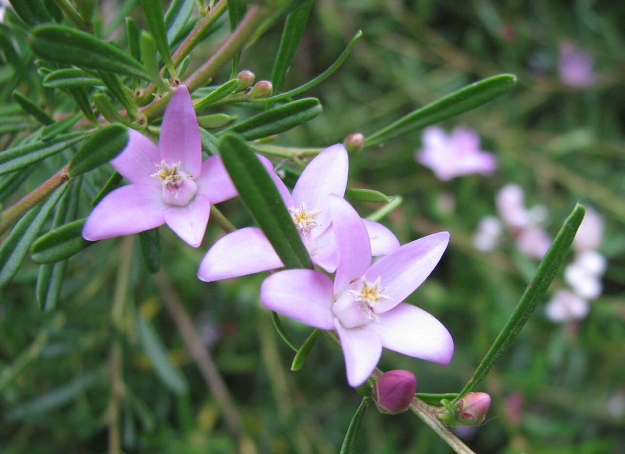 Crowea exalata: Crowea exalata , Maranoa Gardens, Balwyn, Victoria, Australia.