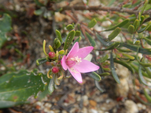 Crowea exalata (Crowea exalata)