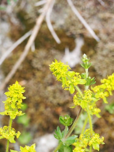 Smooth bedstraw (Cruciata laevipes)