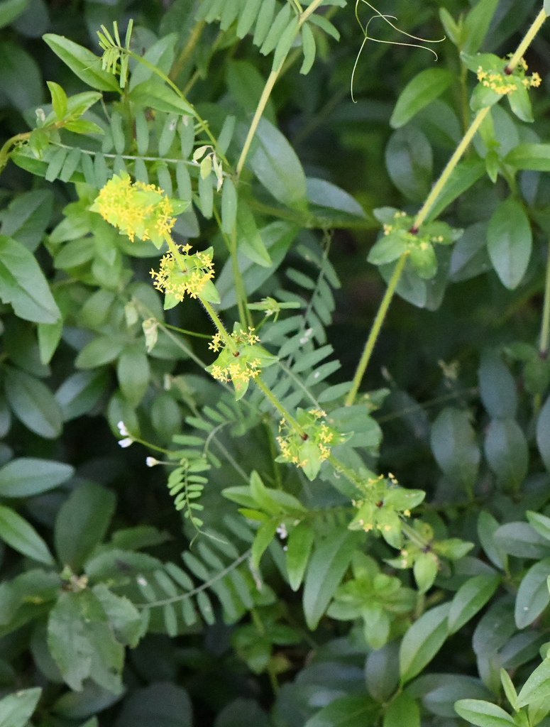 Smooth bedstraw (Cruciata laevipes)