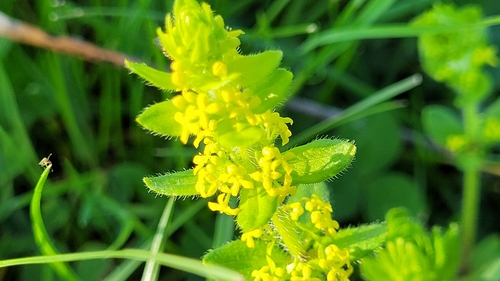 Smooth bedstraw (Cruciata laevipes)