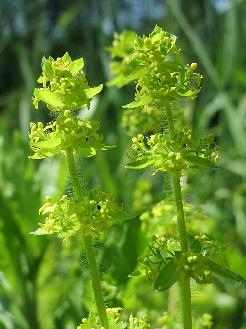 Smooth bedstraw: Gewimpertes Kreuzlabkraut ( Cruciata laevipes ) an der Saar in Saarbrücken