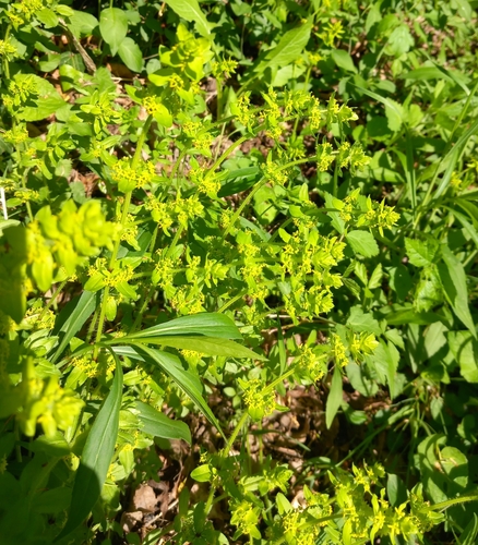 Smooth bedstraw (Cruciata laevipes)