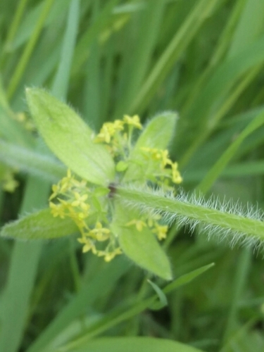 Smooth bedstraw (Cruciata laevipes)