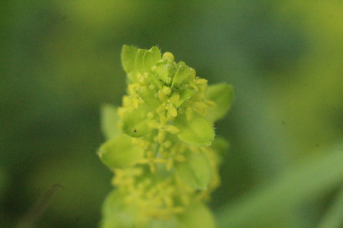 Smooth bedstraw (Cruciata laevipes)