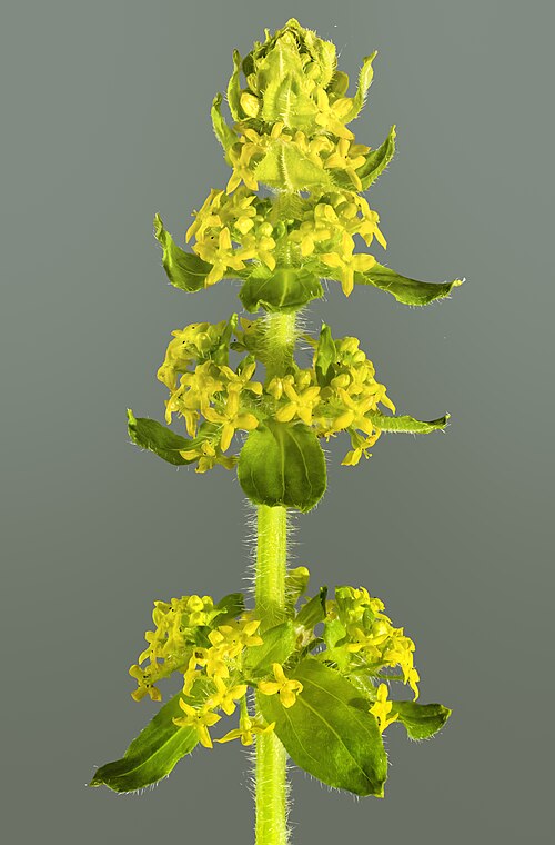 Smooth bedstraw: Winterkresse - Inflorescence