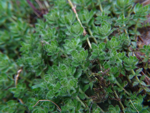 Smooth bedstraw (Cruciata laevipes)