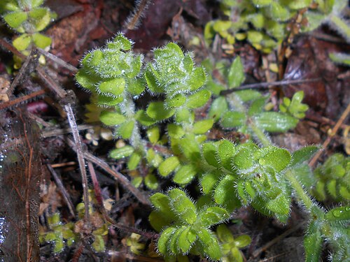 Smooth bedstraw: Przytulinka krzyżowa ( Cruciata laevipes ), Ogród Botaniczny Uniwersytetu Warszawskiego.