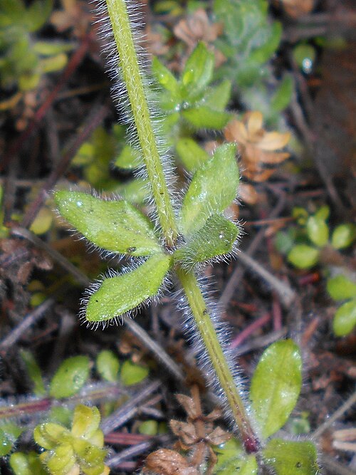 Smooth bedstraw: Przytulinka krzyżowa ( Cruciata laevipes ), Ogród Botaniczny Uniwersytetu Warszawskiego.