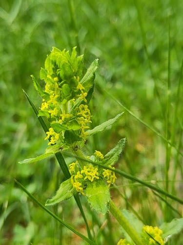 Smooth bedstraw (Cruciata laevipes)