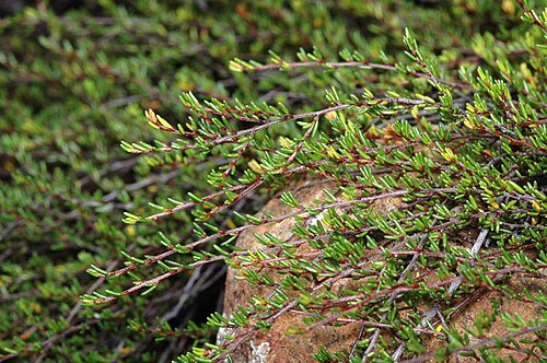 Cryptandra alpina: Cryptandra alpina in the Australian National Botanic Gardens
