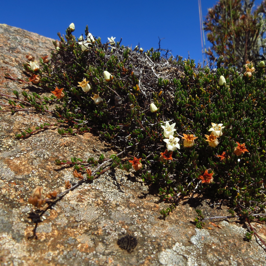 Cryptandra alpina (Cryptandra alpina)