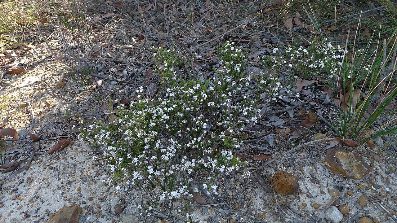 Cryptandra amara: Probably Bitter Cryptandra, Cryptandra amara , a sprawling shrub. Royal National Park, NSW Australia, July 2011.