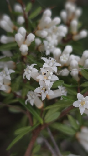 Cryptandra arbutiflora (Cryptandra arbutiflora)