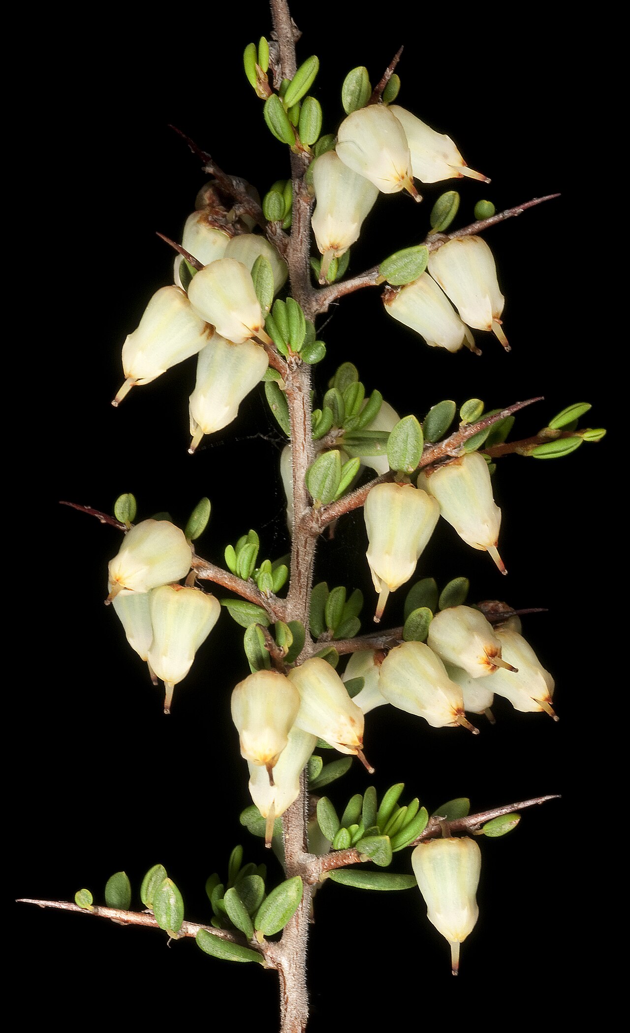 Cryptandra arbutiflora: KRT4723