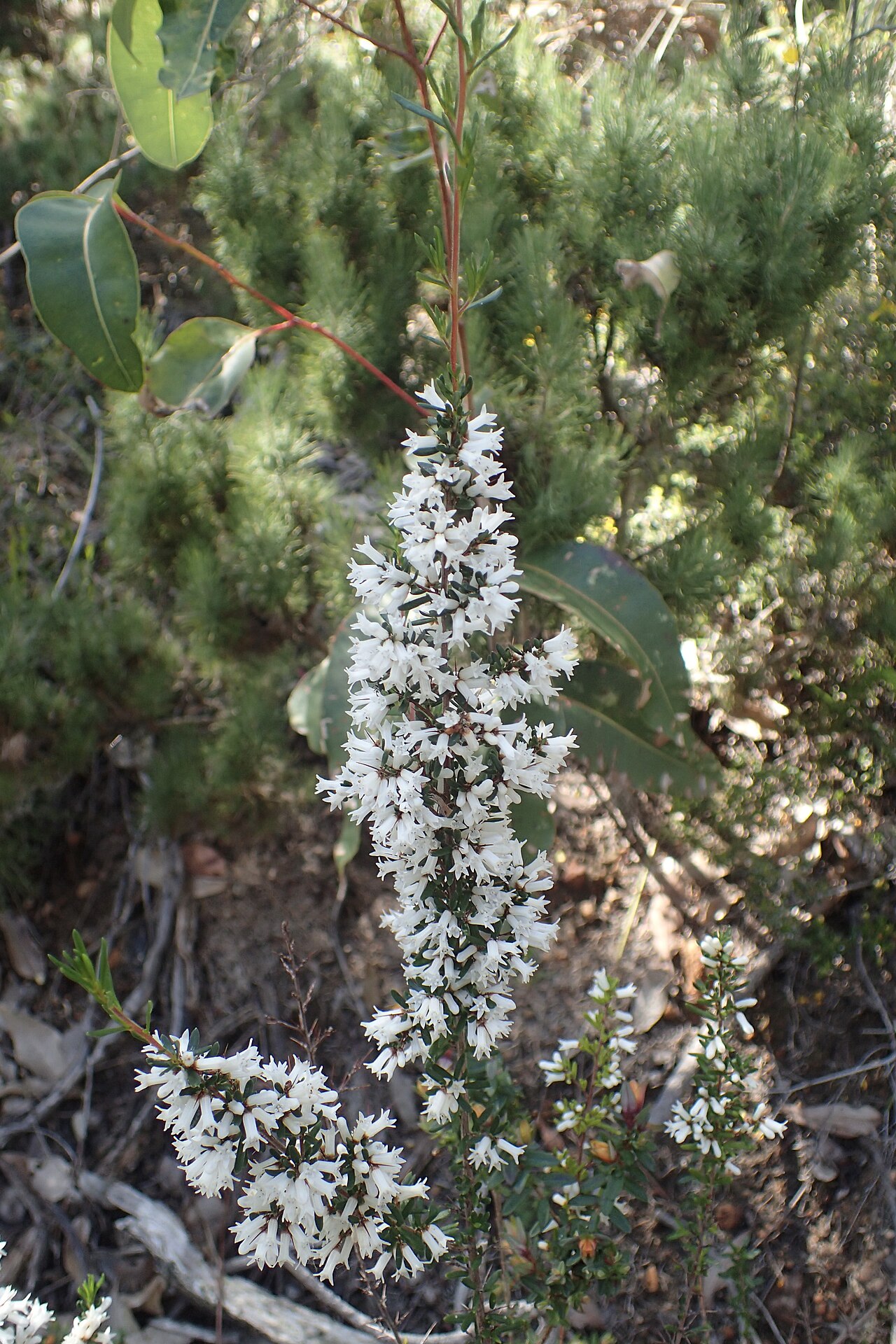 Cryptandra arbutiflora: Cryptandra arbutiflora on the Lookout Circuit track near Meelup Beach in Meelup Regional Park, Western Australia