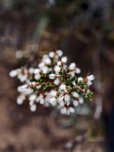 Cryptandra arbutiflora (Cryptandra arbutiflora)