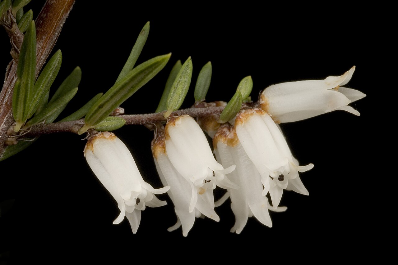 Cryptandra arbutiflora: KRT3234