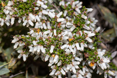Cryptandra arbutiflora (Cryptandra arbutiflora)