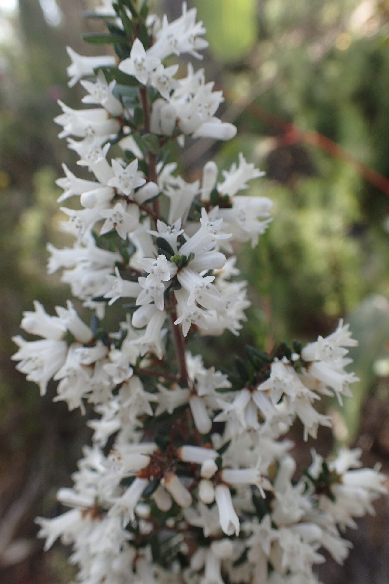 Cryptandra arbutiflora: Cryptandra arbutiflora on the Lookout Circuit track near Meelup Beach in Meelup Regional Park, Western Australia