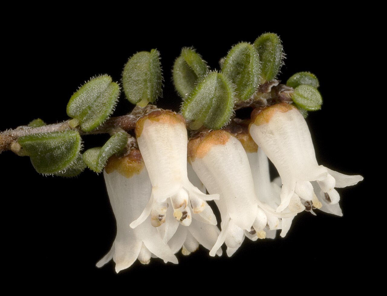 Cryptandra arbutiflora: KRT3328