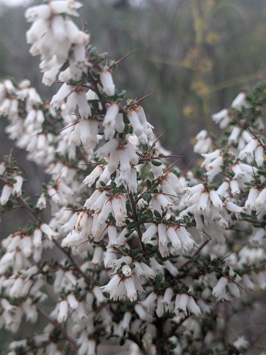 Cryptandra arbutiflora (Cryptandra arbutiflora)