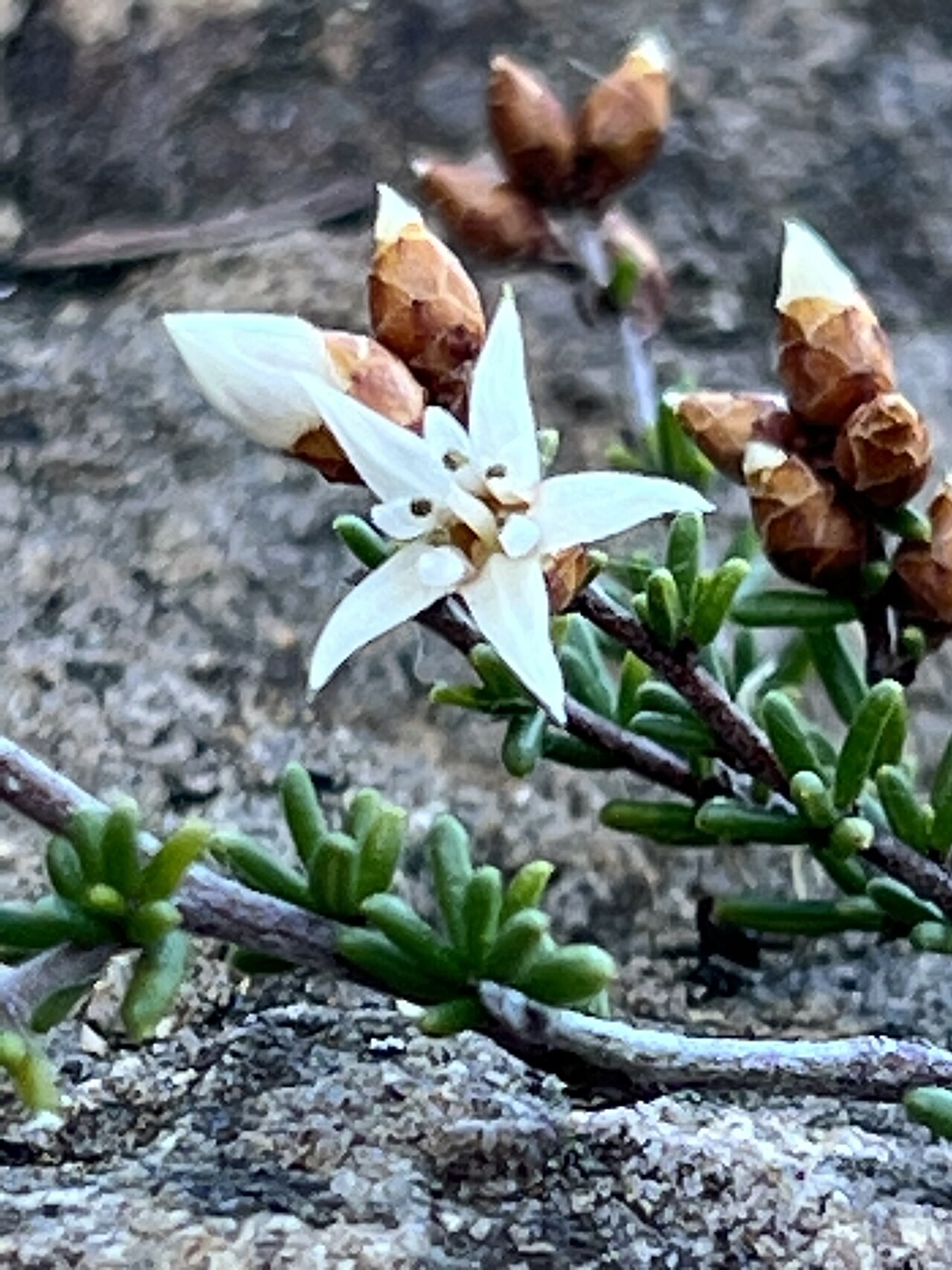 Cryptandra aridicola: Cryptandra aridicola cultivated plant growing in the Australian National Botanic Garden