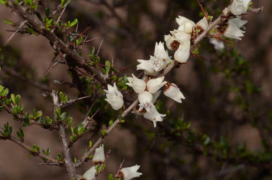 Cryptandra armata: Cryptandra armata in Myall Park Botanic Gardens, Glenmorgan, Queensland