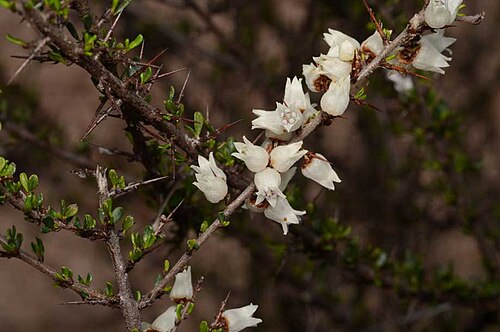 Cryptandra armata: Cryptandra armata in Myall Park Botanic Gardens, Glenmorgan, Queensland