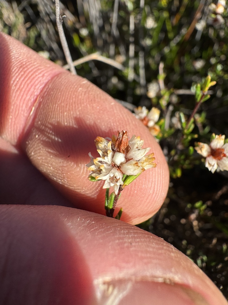 Cryptandra congesta (Cryptandra congesta)