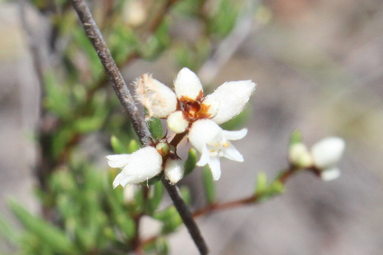 Cryptandra debilis: Cryptandra debilis near Irvinebank, Queensland