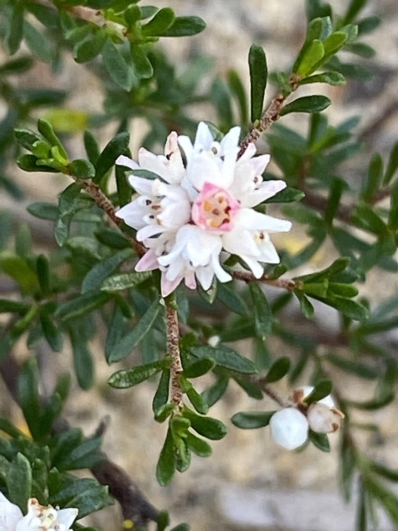 Cryptandra ericoides: Cryptandra ericoides flower and foliage