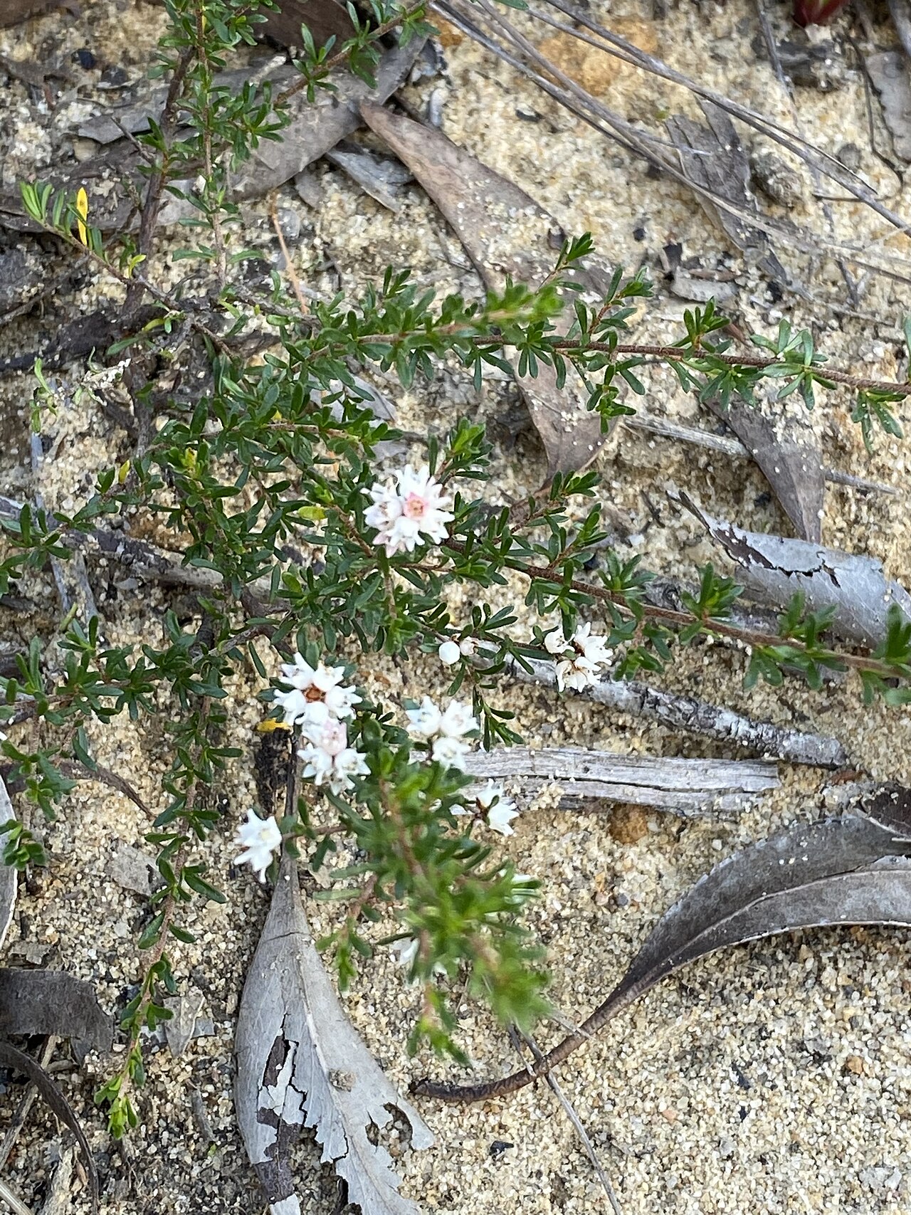 Cryptandra ericoides: Cryptandra ericoides habit