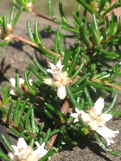 Cryptandra ericoides: Cryptandra ericoides near Jervis Bay, New South Wales