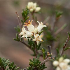 Cryptandra hispidula (Cryptandra hispidula)