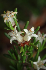Cryptandra hispidula (Cryptandra hispidula)