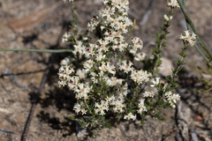 Cryptandra hispidula (Cryptandra hispidula)