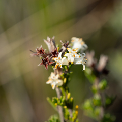 Cryptandra hispidula (Cryptandra hispidula)