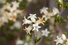 Cryptandra hispidula (Cryptandra hispidula)