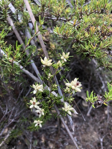 Cryptandra hispidula (Cryptandra hispidula)