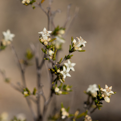 Cryptandra hispidula (Cryptandra hispidula)