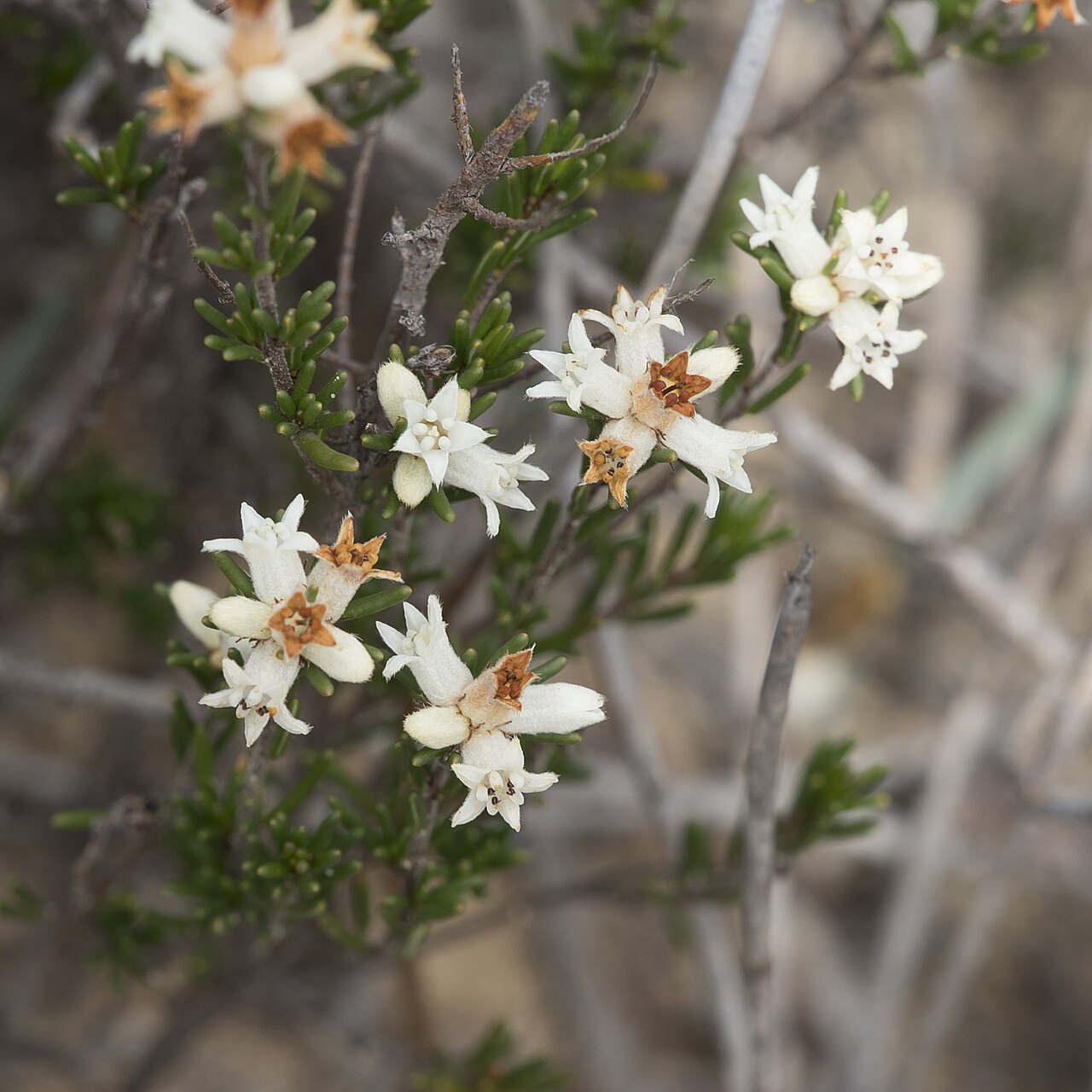 Cryptandra hispidula: Cryptandra hispidula in Cox Scrub Conservation Park in South Australia