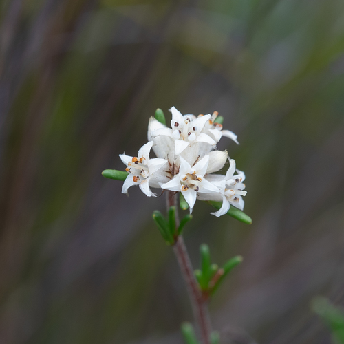 Cryptandra hispidula (Cryptandra hispidula)