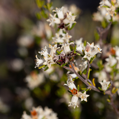 Cryptandra hispidula (Cryptandra hispidula)