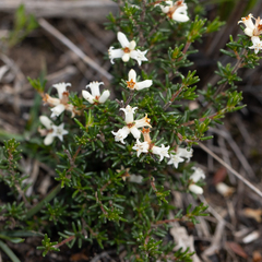 Cryptandra hispidula (Cryptandra hispidula)