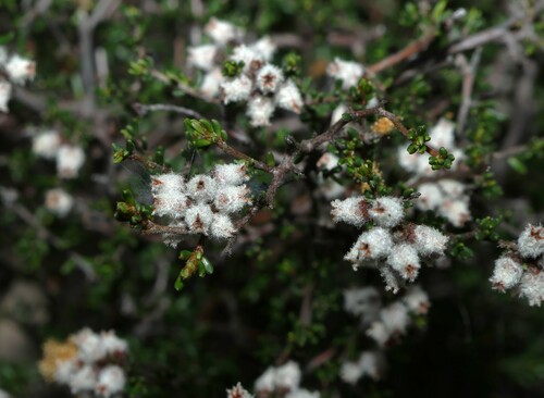 Cryptandra lanosiflora (Cryptandra lanosiflora)