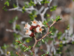 Cryptandra lanosiflora (Cryptandra lanosiflora)