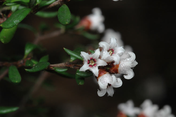 Cryptandra lanosiflora: Cryptandra lanosiflora in the Australian National Botanic Gardens